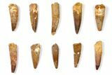 Lot: to Bargain Spinosaurus Teeth - Pieces #133393-1